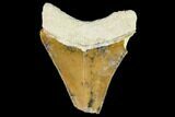 Fossil Megalodon Tooth - Florida #108387-1